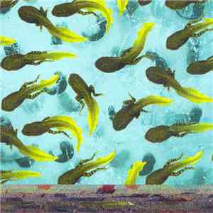 DumDum Boys - Ikke Faen download free