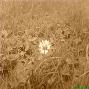 New Par - So Alone/Tonight download mp3 flac